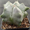 Astrophytum myriostigma “CV KIKO”