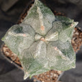 Astrophytum myriostigma “CV KIKO"