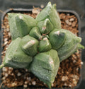 Astrophytum myriostigma “CV KIKO”