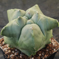 Astrophytum myriostigma “CV KIKO”