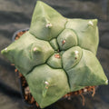 Astrophytum myriostigma “CV KIKO”
