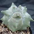 Astrophytum myriostigma “CV KIKO”