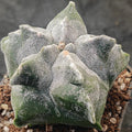 Astrophytum myriostigma “CV KIKO"