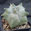 Astrophytum myriostigma “CV KIKO”
