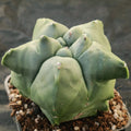 Astrophytum myriostigma “CV KIKO”