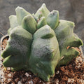 Astrophytum myriostigma “CV KIKO”