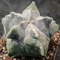 Astrophytum myriostigma “CV KIKO"