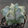 Astrophytum myriostigma “CV KIKO”