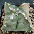 Astrophytum myriostigma “CV KIKO” QUADRICOSTATUM