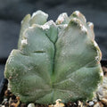 Astrophytum myriostigma "CV KIKO" QUADRICOSTATUM