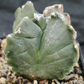 Astrophytum myriostigma “CV KIKO” QUADRICOSTATUM