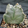 Astrophytum myriostigma “CV KIKO” QUADRICOSTATUM