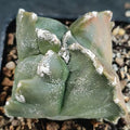 Astrophytum myriostigma “CV KIKO” QUADRICOSTATUM