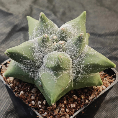 Astrophytum myriostigma “CV KIKO” SELECTED