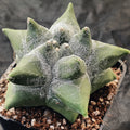 Astrophytum myriostigma “CV KIKO” SELECTED