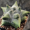 Astrophytum myriostigma “CV KIKO” SELECTED