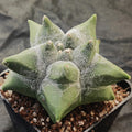 Astrophytum myriostigma “CV KIKO” SELECTED