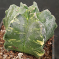 Astrophytum myriostigma “ CV KIKO” VARIEGATA