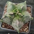 Astrophytum myriostigma “ CV KIKO” VARIEGATA