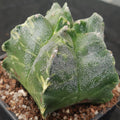 Astrophytum myriostigma “ CV KIKO” VARIEGATA