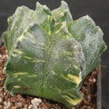 Astrophytum myriostigma “ CV KIKO” VARIEGATA