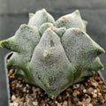 Astrophytum myriostigma “CV KIKO”