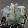 Astrophytum myriostigma “CV KIKO”