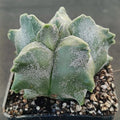Astrophytum myriostigma “CV KIKO”