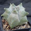 Astrophytum myriostigma “CV KIKO”
