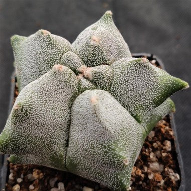 Astrophytum myriostigma “CV KIKO”