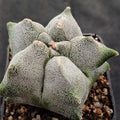 Astrophytum myriostigma “CV KIKO”