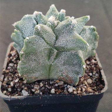 Astrophytum myriostigma  “CV KIKO”