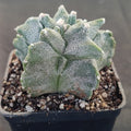 Astrophytum myriostigma  “CV KIKO”