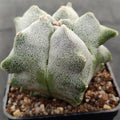 Astrophytum myriostigma “CV KIKO”