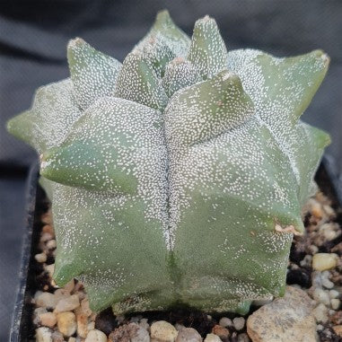 Astrophytum myriostigma “CV KIKO”