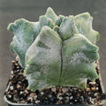 Astrophytum myriostigma “CV KIKO”