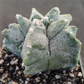 Astrophytum myriostigma  “CV KIKO”