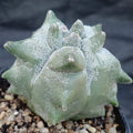 Astrophytum myriostigma “CV KIKO”