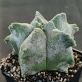 Astrophytum myriostigma “CV KIKO”