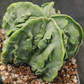 Astrophytum myriostigma v nudum “CV FUKURYU”