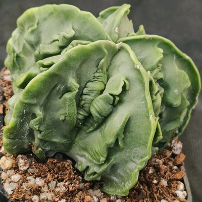 Astrophytum myriostigma v nudum “CV FUKURYU”