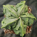 Astrophytum myriostigma v nudum “CV FUKURYU”
