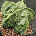 Astrophytum myriostigma v nudum “CV FUKURYU”