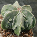 Astrophytum myriostigma v nudum “CV FUKURYU”6 RIBS SPECIAL