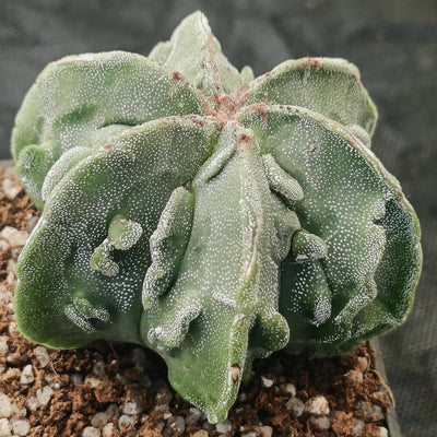 Astrophytum myriostigma v nudum “CV FUKURYU”6 RIBS SPECIAL