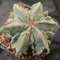 Astrophytum myriostigma v nudum “CV FUKURYU”6 RIBS SPECIAL