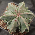 Astrophytum myriostigma v nudum “CV FUKURYU”6 RIBS SPECIAL
