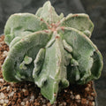 Astrophytum myriostigma v nudum “CV FUKURYU”6 RIBS SPECIAL