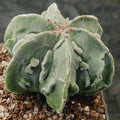 Astrophytum myriostigma v nudum “CV FUKURYU”6 RIBS SPECIAL