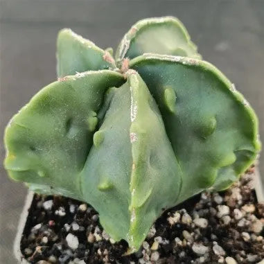 Astrophytum myriostigma v nudum “CV FUKURYU HAKUJO”